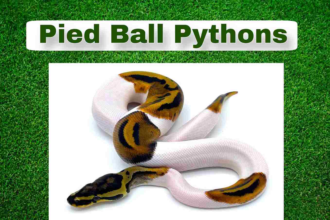 pied ball pythons || The Galaxy Blogs